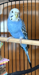 Found/Stray Female Bird last seen Near Ellsworth st., san francisco, San Francisco, CA 94110