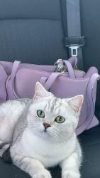 Reunited Female Cat last seen Near Military Road, Lot 27, Tonawanda, Buffalo, NY, Buffalo, NY 14217