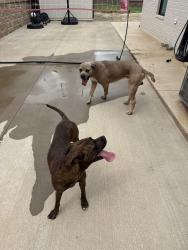 Reunited Female Dog last seen Douglas and coffee creek, Edmond, OK 73034