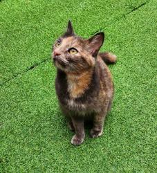 Lost Female Cat last seen st Margaret's Avenue, Greater Manchester, England 