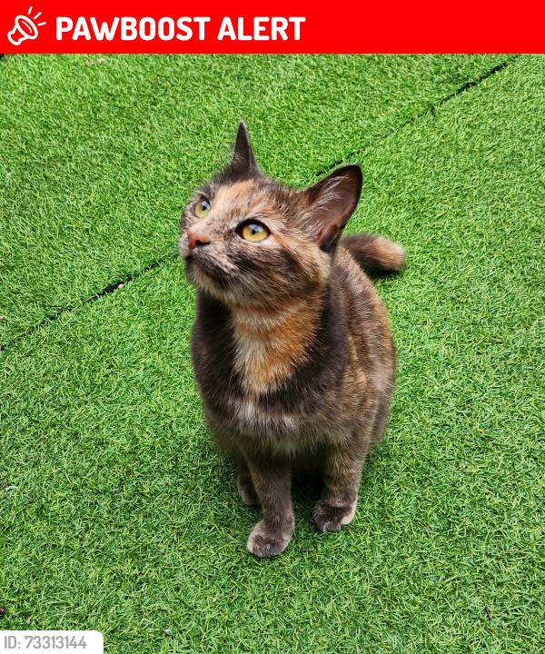 Lost Female Cat last seen st Margaret's Avenue, Greater Manchester, England 
