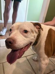Reunited Female Dog last seen 112th Terr / Elmwood, Kansas City, MO 64137