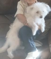 Reunited Female Dog last seen Carousel dr, El Paso, TX 79912