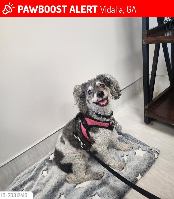 Lost Female Dog last seen Near 2 apmts building on Loop Rd. In Vidalia, GA., Vidalia, GA 30474