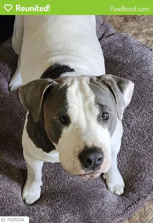 Reunited Female Dog last seen Sabine and Morgan, Cleburne, TX 76031