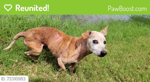 Reunited Male Dog last seen Mockingbird Lane, Robin Circle, North Richland Hills, TX 76180