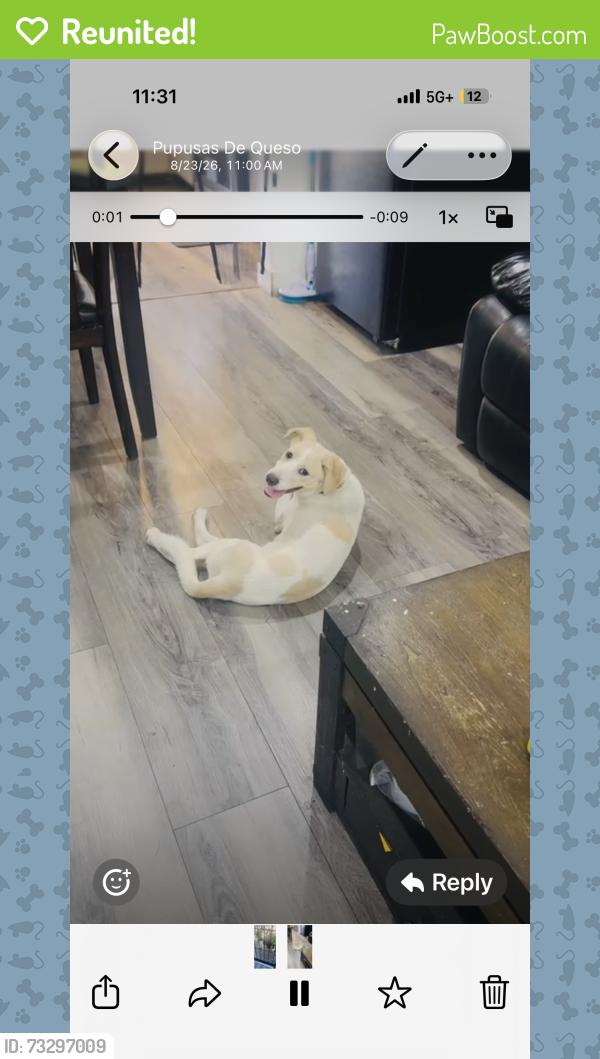 Reunited Female Dog last seen Vermont 74, Los Angeles, CA 90044