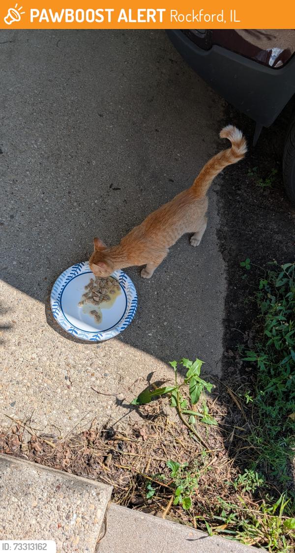 Found/Stray Male Cat last seen N horace ave, Rockford, IL 61101