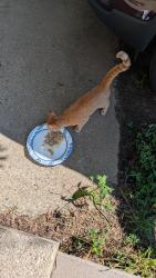 Found/Stray Male Cat last seen N horace ave, Rockford, IL 61101