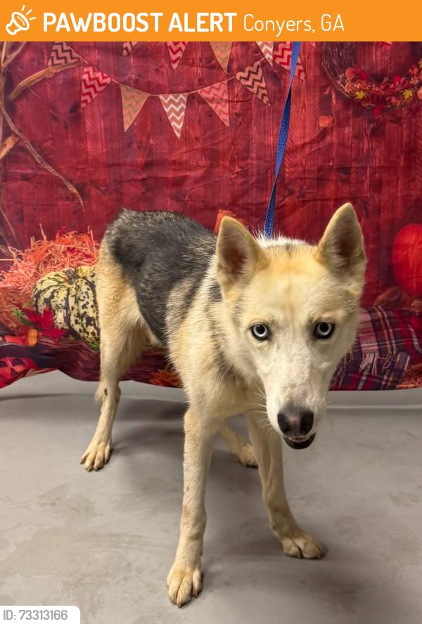 Found/Stray Male Dog last seen Located at Rockdale County Animal Service, 1506 Rockbridge Road, Conyers, GA 30012, Conyers, GA 30012