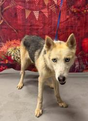 Found/Stray Male Dog last seen Located at Rockdale County Animal Service, 1506 Rockbridge Road, Conyers, GA 30012, Conyers, GA 30012