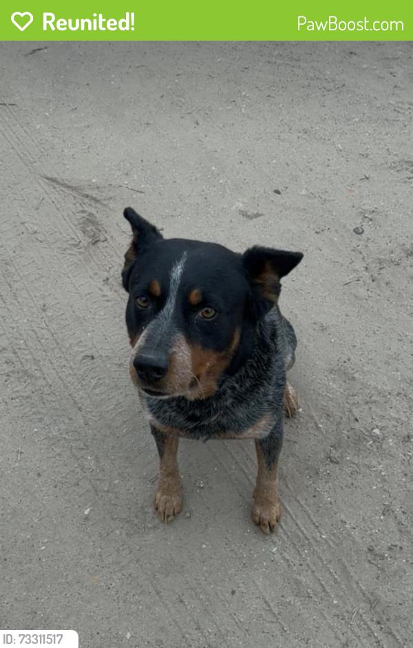Reunited Male Dog last seen By taqueria marys, Mission, TX 78574