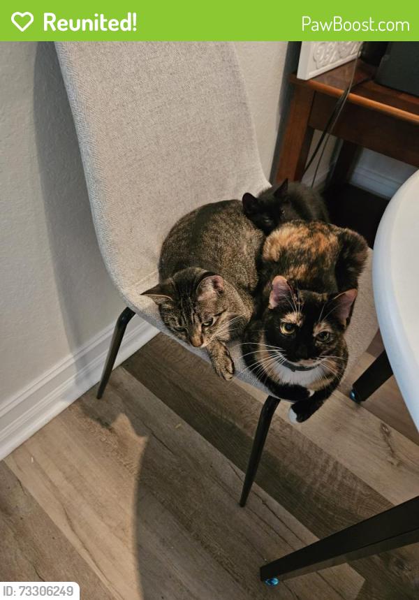 Reunited Female Cat last seen INTERNATIONAL DR and JAMAICAN CT, Orlando, FL 32819