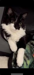 Lost Female Cat last seen Central and atrisco, Albuquerque, NM 87105