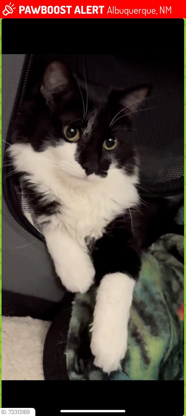 Lost Female Cat last seen Central and atrisco, Albuquerque, NM 87105