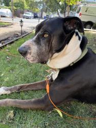 Reunited Male Dog last seen Clayton Road, Concord, CA 94519