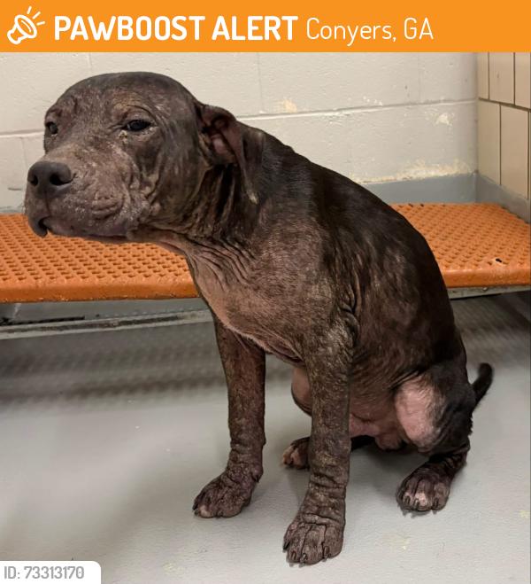 Found/Stray Male Dog last seen Located at Rockdale County Animal Service, 1506 Rockbridge Road, Conyers, GA 30012, Conyers, GA 30012