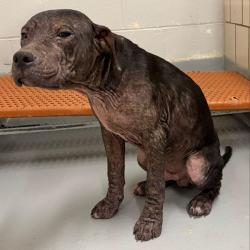 Found/Stray Male Dog last seen Located at Rockdale County Animal Service, 1506 Rockbridge Road, Conyers, GA 30012, Conyers, GA 30012