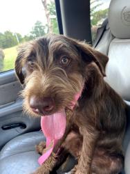 Found/Stray Female Dog last seen Rhodes Pond, Cape Fear, NC 28334