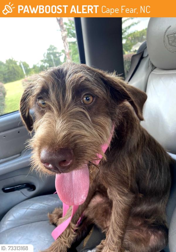 Found/Stray Female Dog last seen Rhodes Pond, Cape Fear, NC 28334