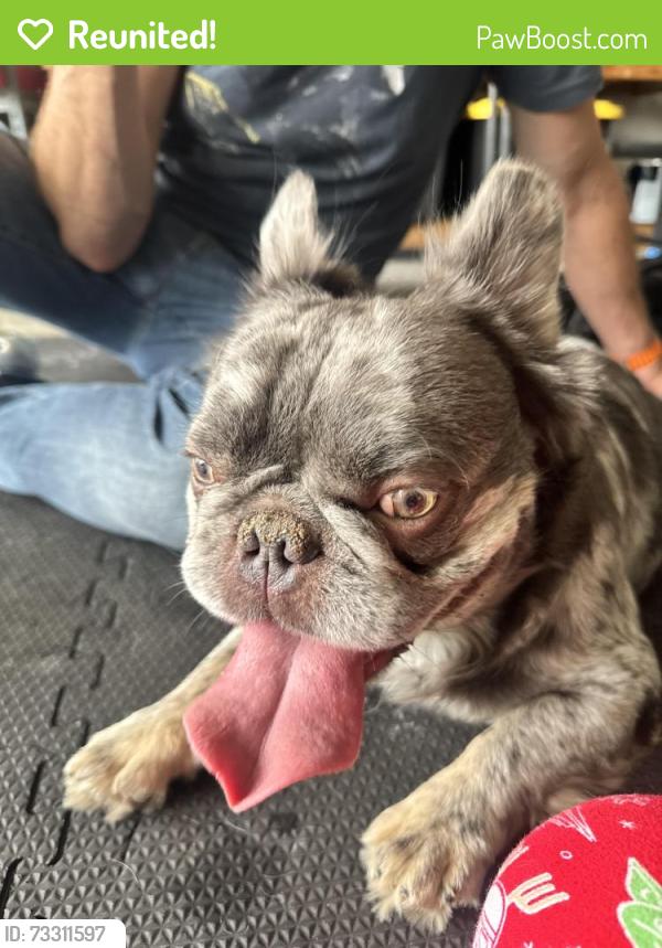 Reunited Male Dog last seen West Wind Elementary, Lancaster, CA 93536