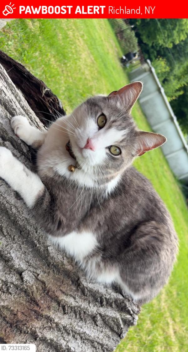 Lost Male Cat last seen Beulla dr., Richland junction, Richland, NY 13144