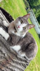Lost Male Cat last seen Beulla dr., Richland junction, Richland, NY 13144