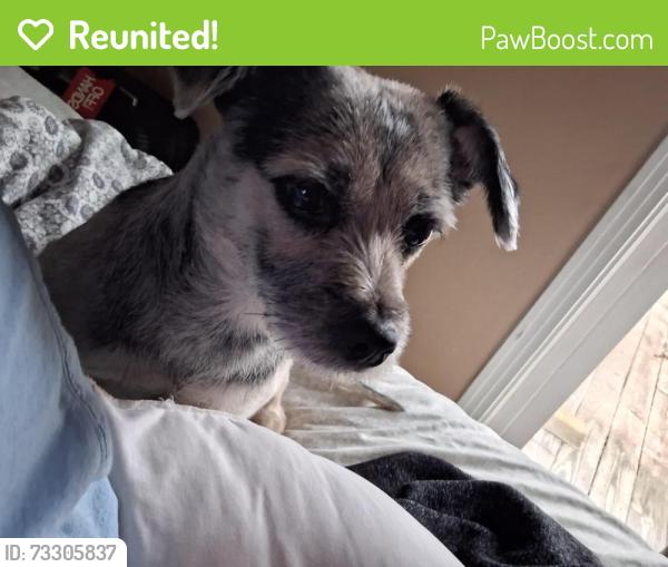 Reunited Male Dog last seen Dover and Charlamainge, Clarksville, TN 37044