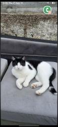 Lost Male Cat last seen Middleton, Middleton, England 