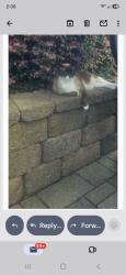 Lost Male Cat last seen Sun Vity.Carolina Lakes, Indian Land, SC 29707