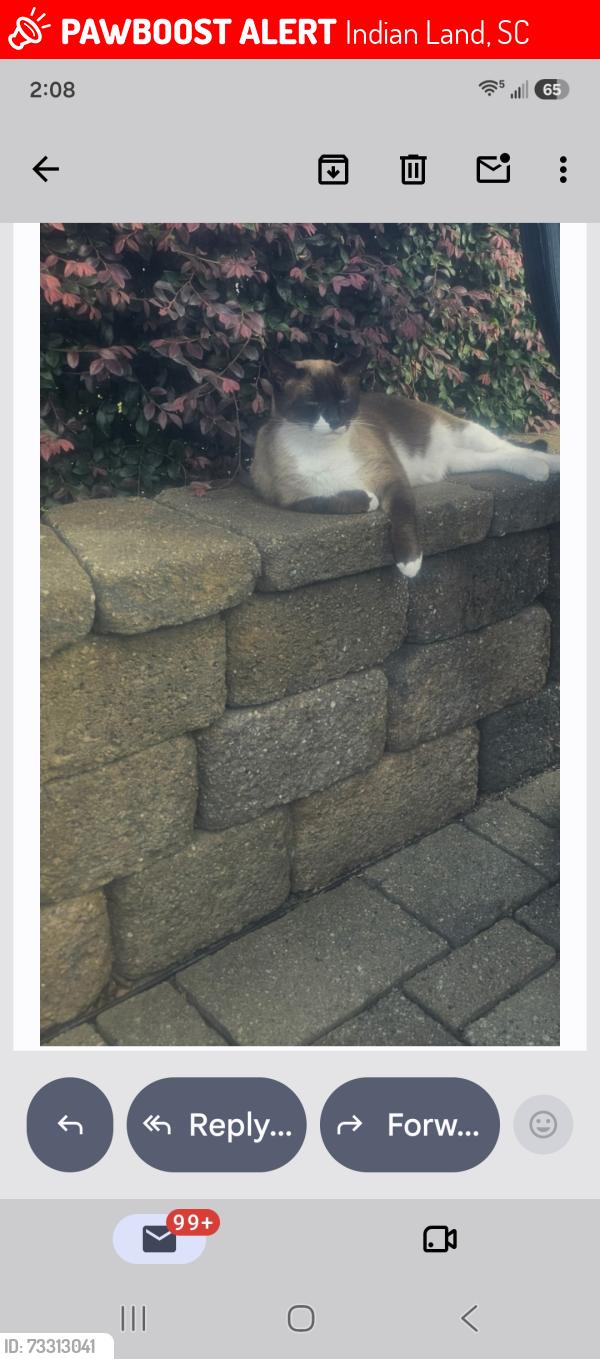 Lost Male Cat last seen Sun Vity.Carolina Lakes, Indian Land, SC 29707