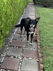Found/Stray Unknown Dog last seen Sunnywood and Nelda, Houston, TX 77088