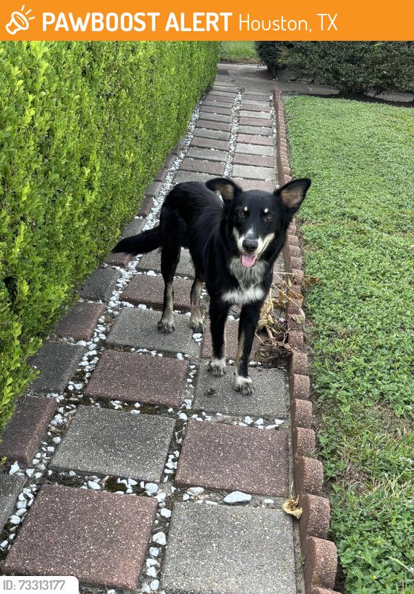 Found/Stray Unknown Dog last seen Sunnywood and Nelda, Houston, TX 77088