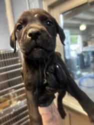 Shelter Stray Female Dog last seen , , GA, 3280 Chamblee Dunwoody Rd, Chamblee, GA 30341, USA