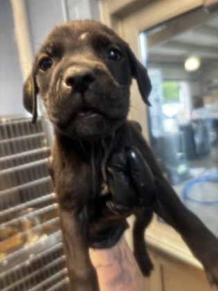 Shelter Stray Female Dog last seen , , GA, 3280 Chamblee Dunwoody Rd, Chamblee, GA 30341, USA