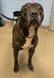 Shelter Stray Male Dog last seen Near Rexford Dr, 30034, GA, 3280 Chamblee Dunwoody Rd, Chamblee, GA 30341, USA