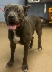 Shelter Stray Male Dog last seen , , GA, 3280 Chamblee Dunwoody Rd, Chamblee, GA 30341, USA