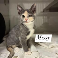 Shelter Stray Female Cat last seen Family Dollar on 321, County/Unicorporated, NC, 1491 Business Park Ct, Gastonia, NC 28052, USA