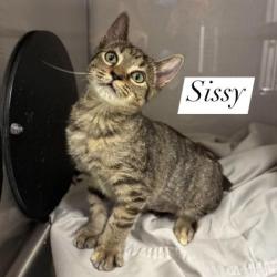 Shelter Stray Female Cat last seen Down the road in woods, County/Unicorporated, NC, 1491 Business Park Ct, Gastonia, NC 28052, USA