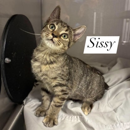 Shelter Stray Female Cat last seen Down the road in woods, County/Unicorporated, NC, 1491 Business Park Ct, Gastonia, NC 28052, USA