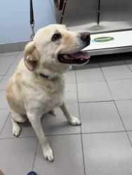 Found/Stray Female Dog last seen Glenwood, Columbia, SC 29204