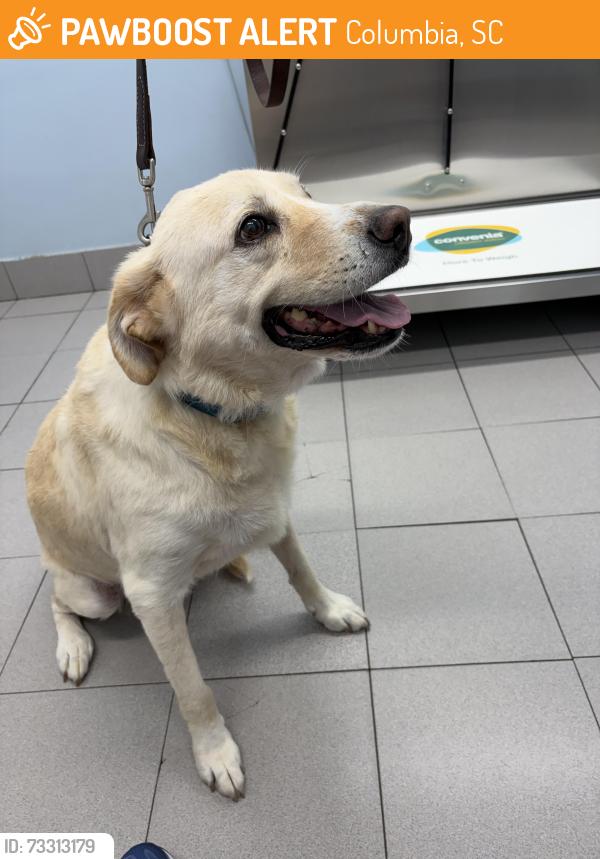 Found/Stray Female Dog last seen Glenwood, Columbia, SC 29204