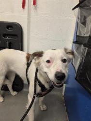 Shelter Stray Female Dog last seen N 34th St & Fremont Ave N near PCC, Seattle, WA, 2061 15th Ave W, Seattle, WA 98119, USA