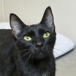 Shelter Stray Female Cat last seen Hwy 6 S / William D Fitch Pkwy, City of College Station, TX, 5359 Leonard Rd, Bryan, TX 77807, USA