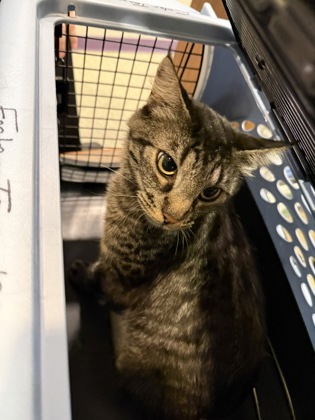 Shelter Stray Female Cat last seen Near Block of Airport Way, F1 Douglas County, WA, 1474 S Wenatchee Ave, Wenatchee, WA 98801, USA