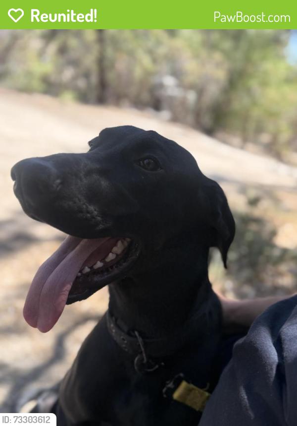 Reunited Male Dog last seen Arrowhead and 5th, San Bernardino, CA 92415