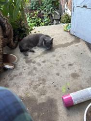 Found/Stray Male Cat last seen Corner of Cherokee and Iowa street in upper hill, Pittsburgh, PA 15219