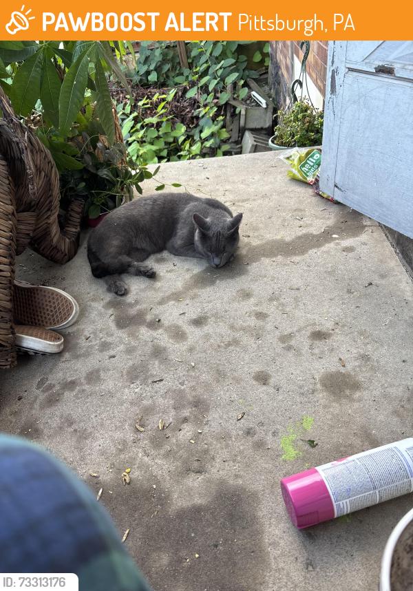 Found/Stray Male Cat last seen Corner of Cherokee and Iowa street in upper hill, Pittsburgh, PA 15219
