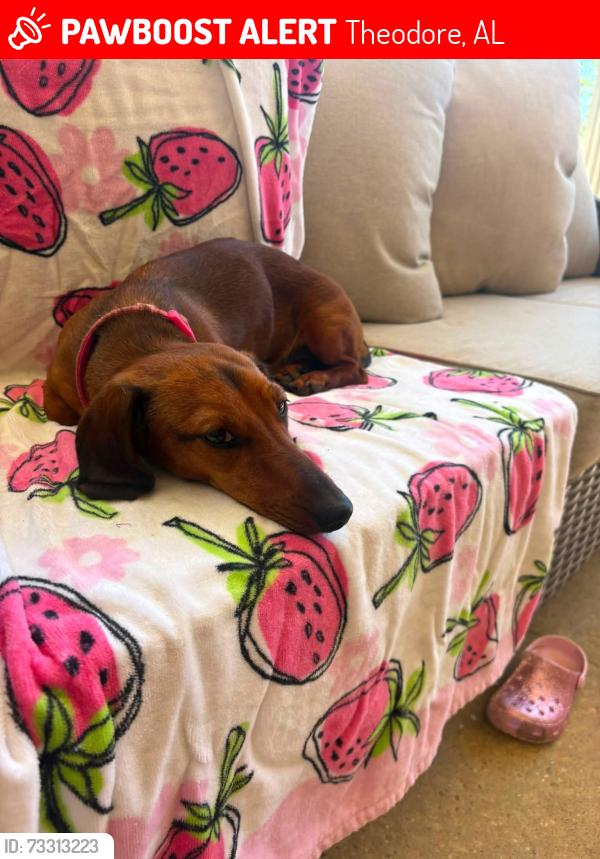 Lost Female Dog last seen Lundy rd Theodore Al 36582, Theodore, AL 36582