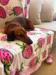 Lost Female Dog last seen Lundy rd Theodore Al 36582, Theodore, AL 36582